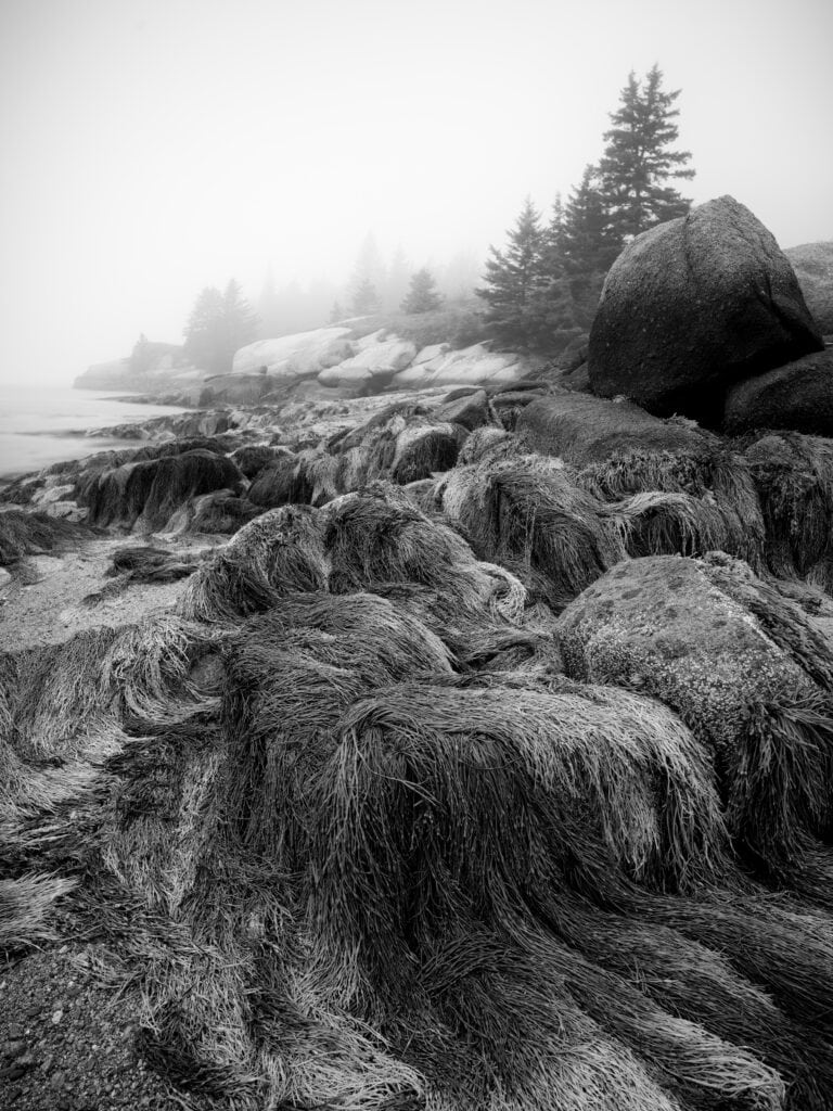 Fluid Drape black and white photograph of rockweed draped over granite boulders in morning fog, Sand Beach, Stonington, Maine, fine art landscape photography by Brad Emerson