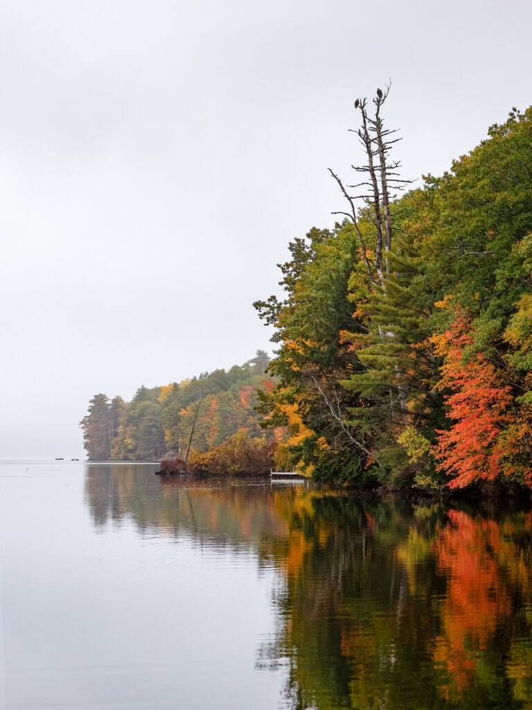Kings and Queens color photograph of autumn foliage reflected in still lake with bald eagles perched in dead pines, Pleasant Lake, Casco, Maine, fine art landscape photography by Brad Emerson
