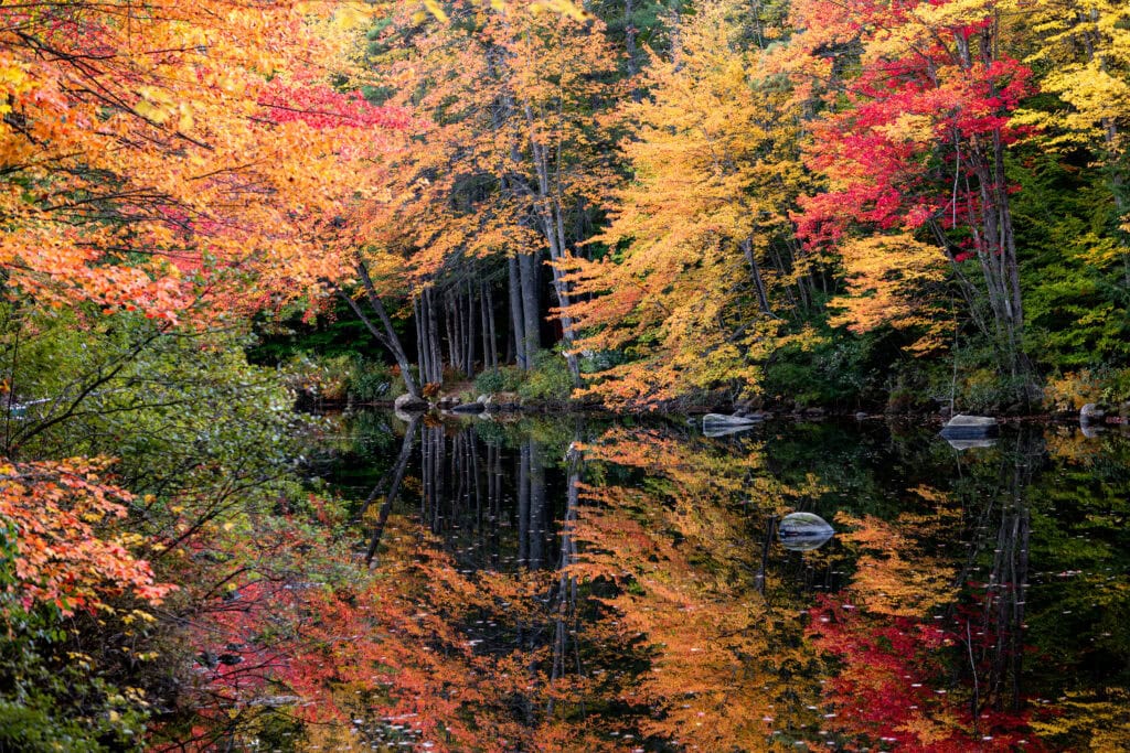 Peak color photograph of peak autumn foliage perfectly reflected in dark still water, Edwards Cove, Thompson Lake, Maine, LFI Landscape Gallery fine art photography by Brad Emerson