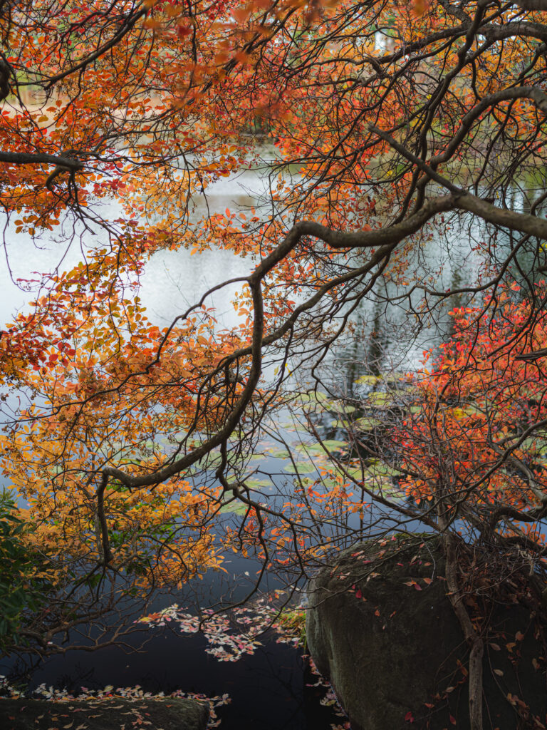 Senescence, Ipswich River Wildlife Sanctuary, Massachusetts