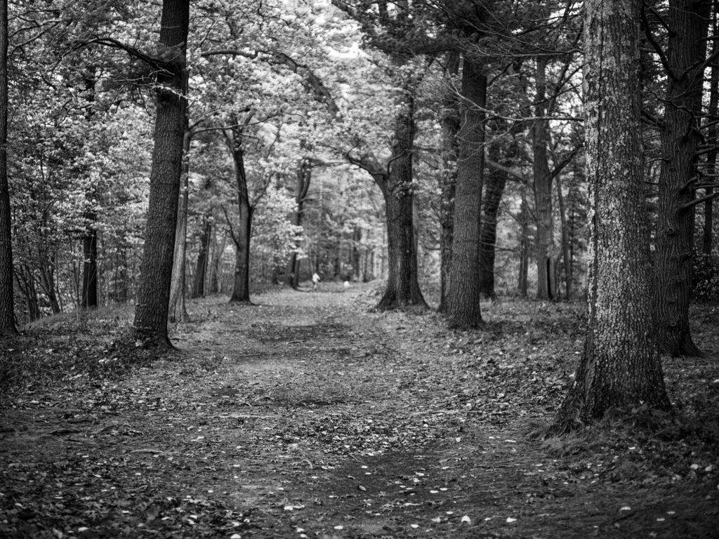 Lent Time, Maudslay State Park, Newburyport, Massachusetts