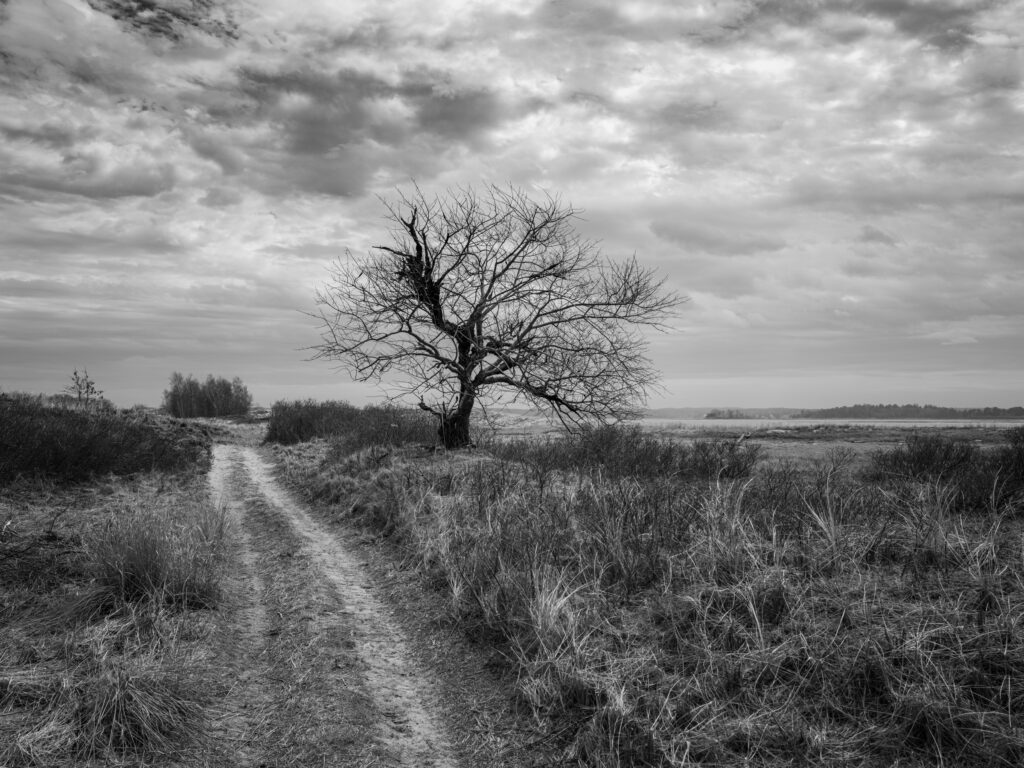 The Beach Path, Crane Beach, Ipswich, Massachusetts