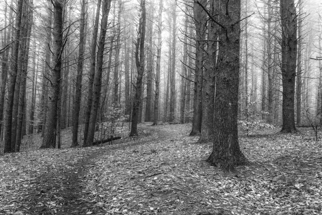 The Trees May Close Behind, Maudslay State Park, Newburyport, Massachusetts