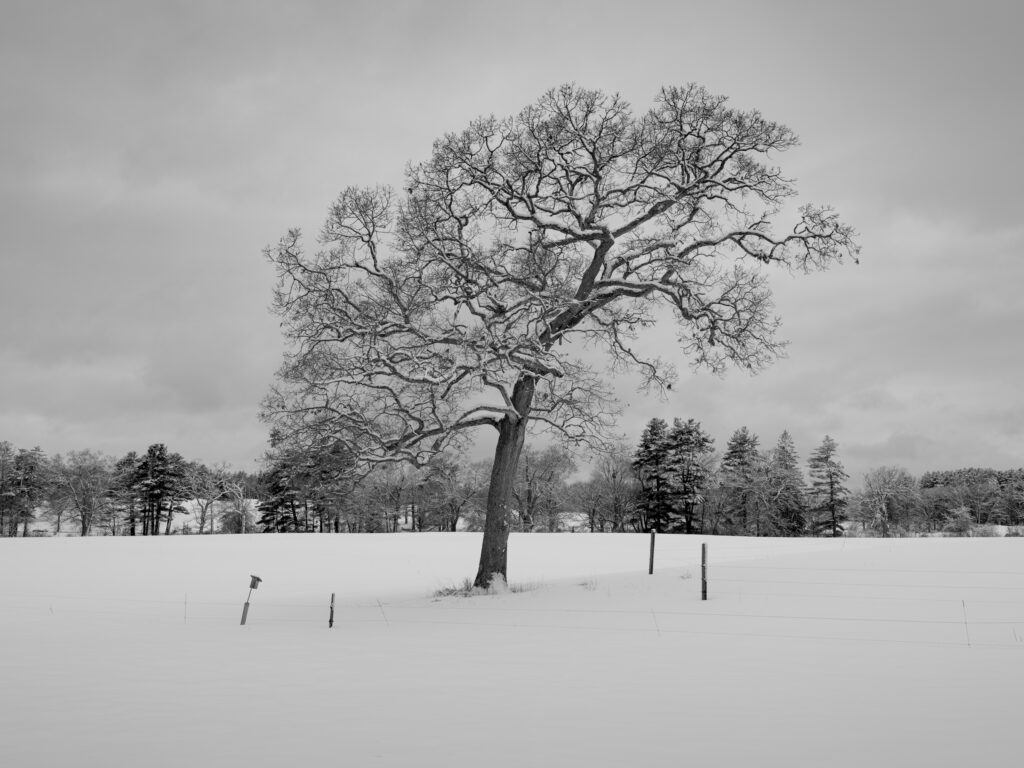 Token Boundary, Appleton Farms, Ipswich, Massachusetts