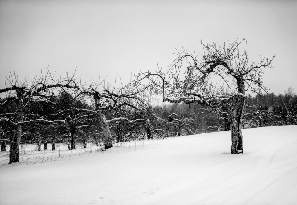 Trellised, Applecrest Farm, Hampton Falls, New Hampshire