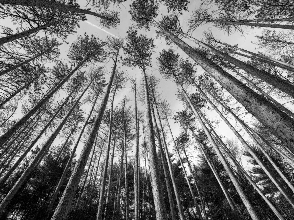 Vertigo, Ipswich River Wildlife Sanctuary, Massachusetts