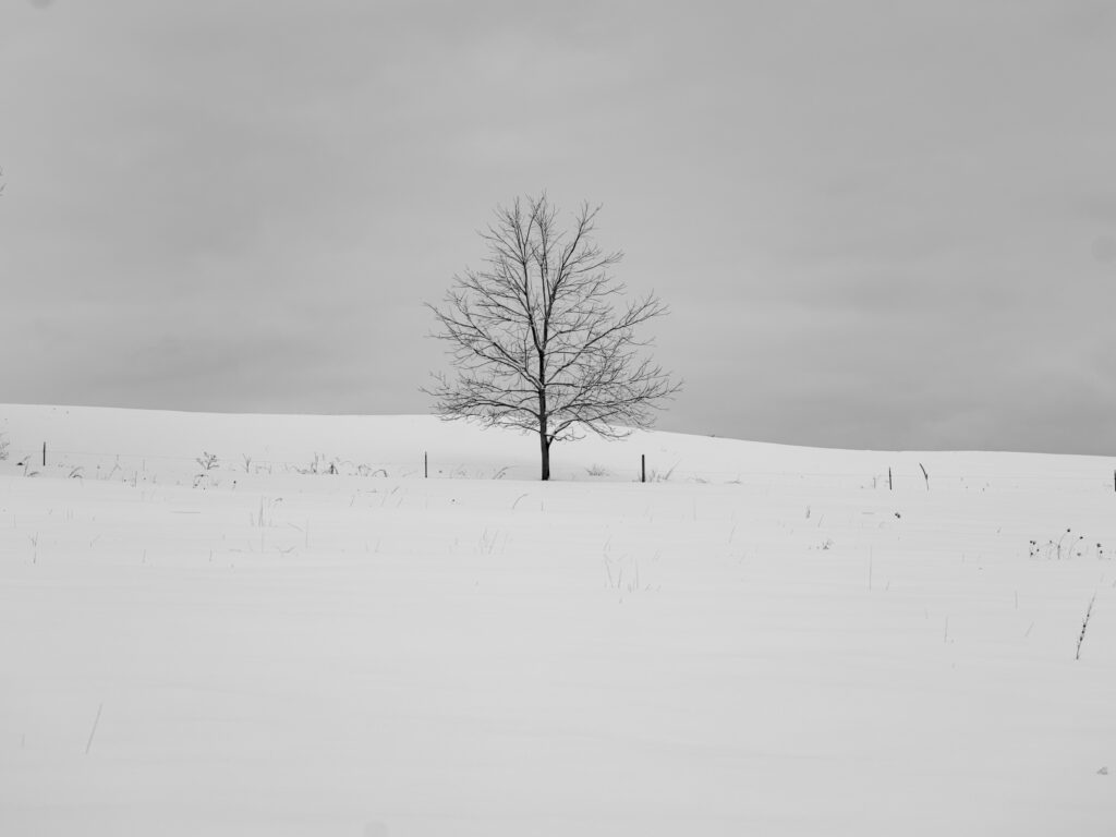 What Doesn't Kill You, Appleton Farms, Ipswich, Massachusetts